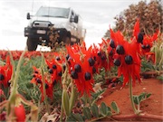 desert pea