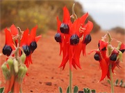 sturt desert pea