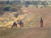 camels