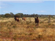 camels