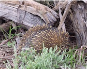 echidna