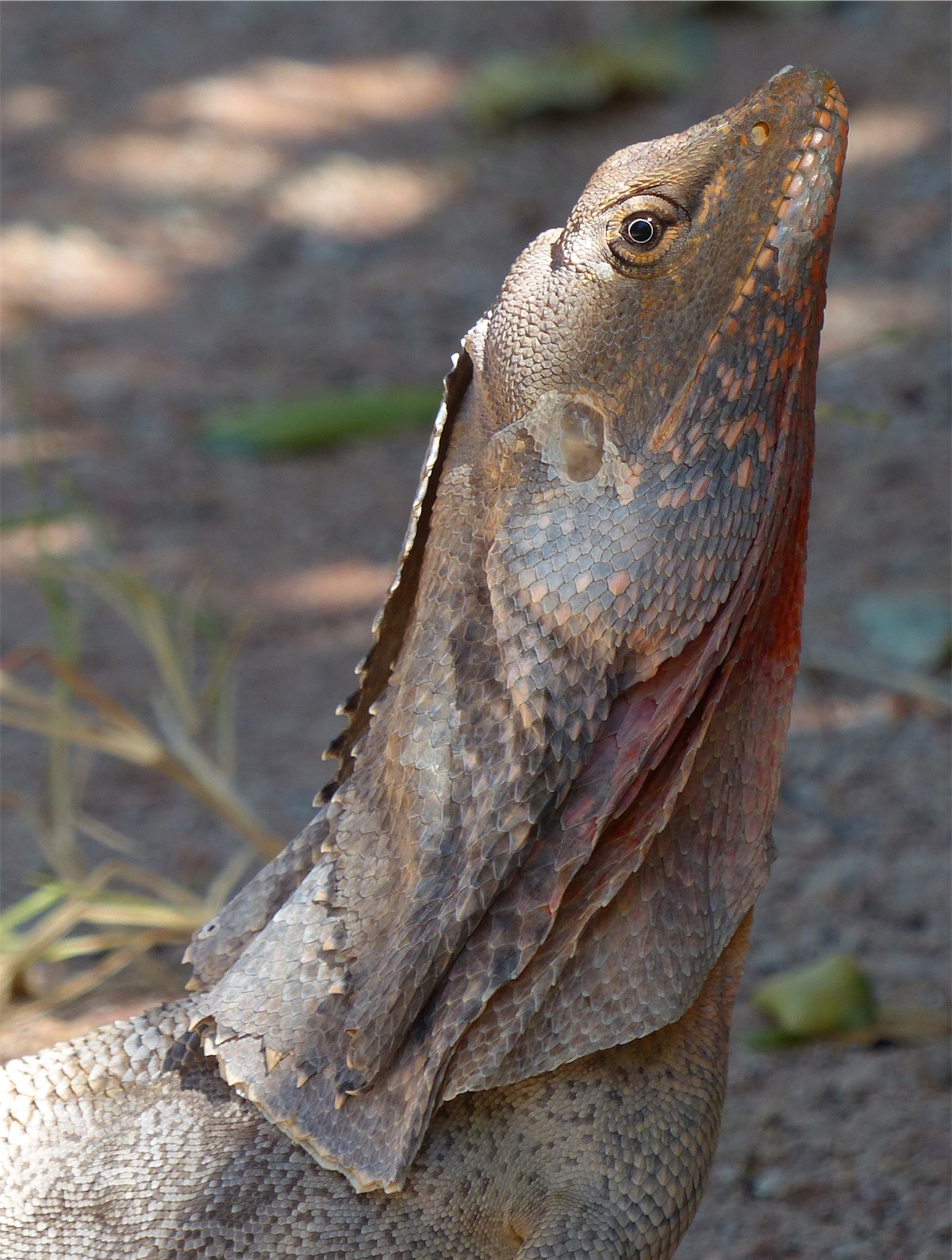 frill necked lizard