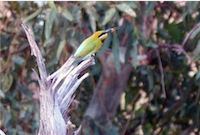 bee eater