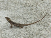 lizard