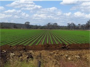 Peanut farm