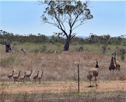 emus