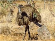 emu