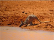 kangaroo drinking
