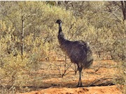 emu