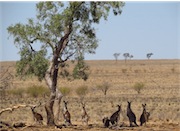 kangaroos