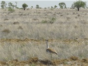 bustard