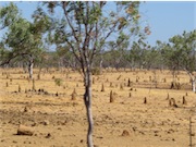 termite mounds