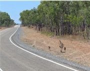 emus