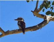 kookaburra