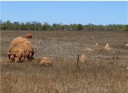 ant hills